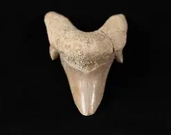 FOSSILS